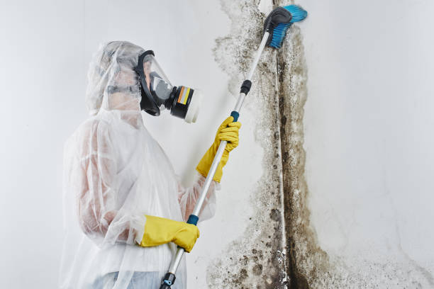 Best Emergency Mold Removal  in Somers, MT