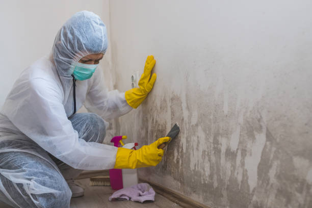 Best Residential Mold Removal  in Somers, MT