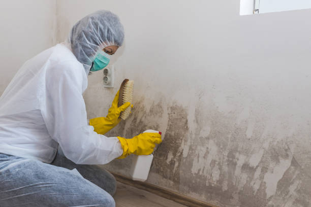 Best Certified Mold Removal  in Somers, MT