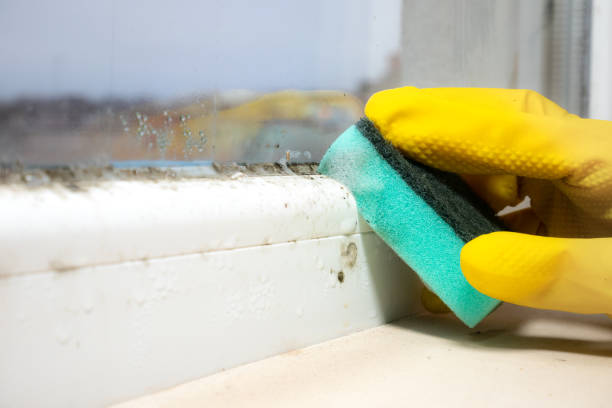 Best Mold Remediation  in Somers, MT