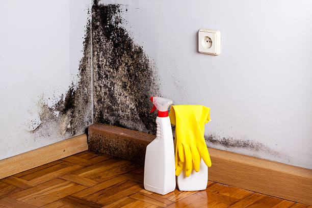 Best Mold Removal Near Me  in Somers, MT