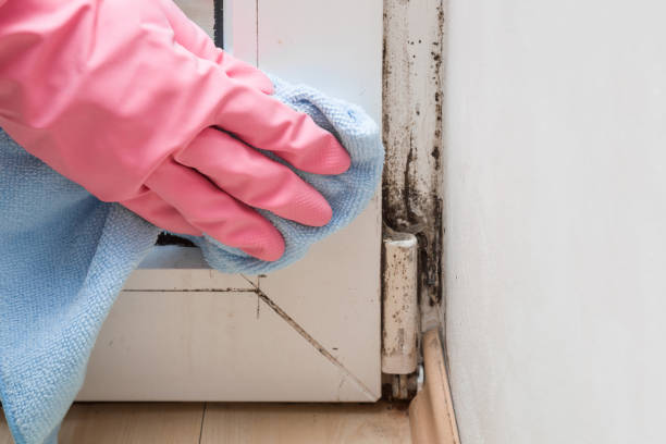 Best Local Mold Removal Service  in Somers, MT